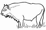 Bison Wisent sketch template