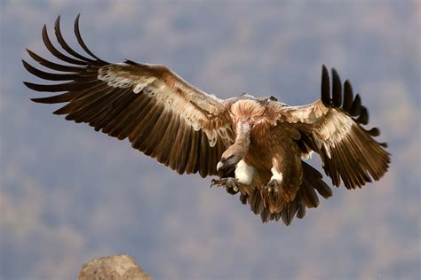 vulture  flight image  stock photo public domain photo cc images