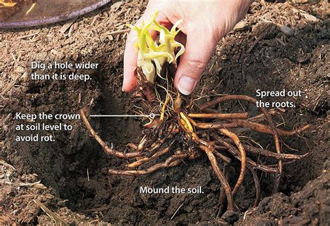 bare root plants plants