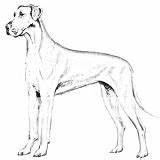 Great Dane Coloring Pages Photobucket Greatdane sketch template