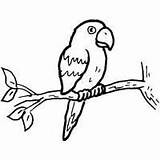 Parrot Perching Surfnetkids Coloring sketch template