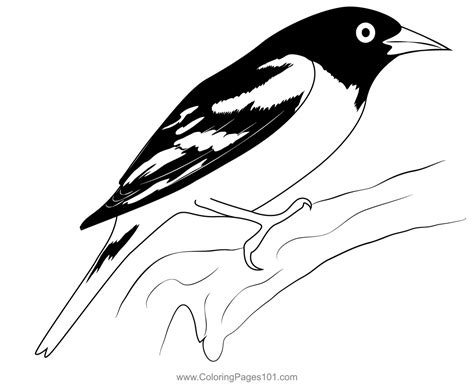 baltimore oriole  coloring page  kids   world blackbirds