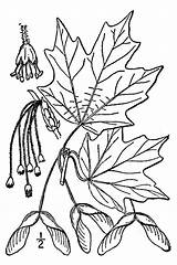 Maple Sugar Leaf Drawing Seasons Signs Tree Rock Acer Fact Sheet Leaves Extension Fruit Hard Illustration Getdrawings Japanese Phenology England sketch template