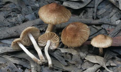 New Edible Mushrooms Among Thousands Of Recently Discovered Fungi