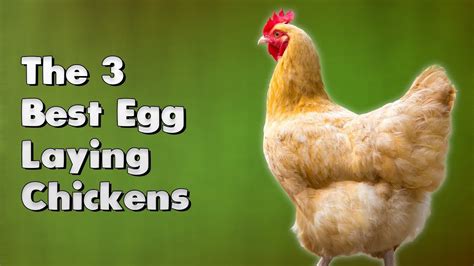 The 3 Best Egg Laying Chickens Youtube