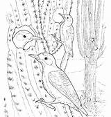 Saguaro Wren Hawk Sonoran Supercoloring sketch template