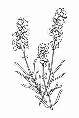 Lavender Flower sketch template