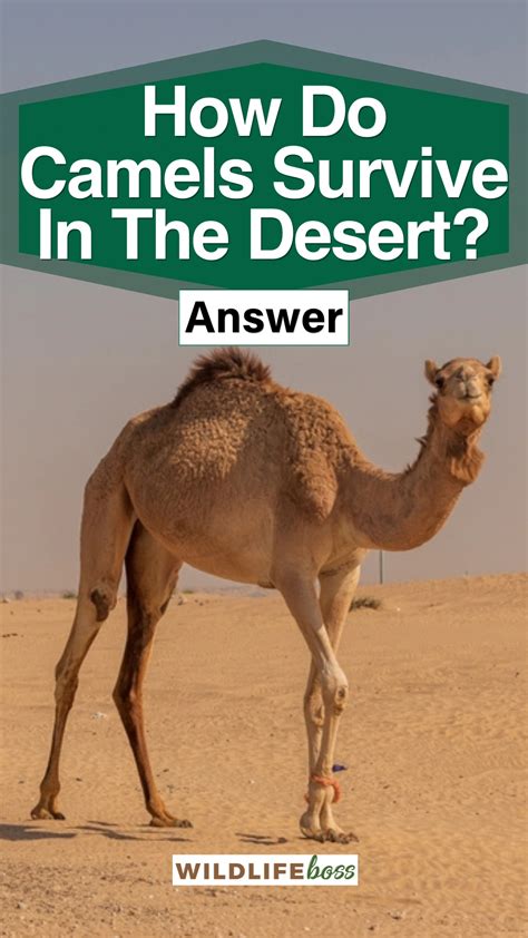 How Do Camels Survive In The Desert Answer