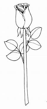 Rose Clipart Drawing Drawings Clip Outline Flower Stem Single Long Flowers Easy Roses Step Cliparts Bud Vector Coloring Library Compass sketch template