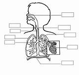 Science Searching Respiratorio Para Choose Board Gadgets Search sketch template