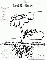 Coloring Plant Parts Popular sketch template