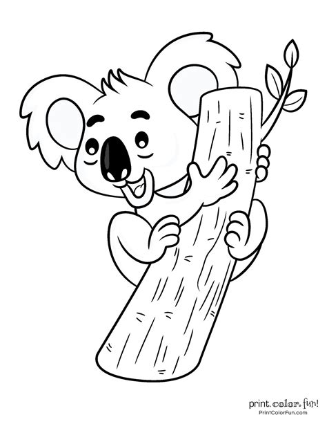coloring clip koala clipart bear drawing animals cartoon outline pages