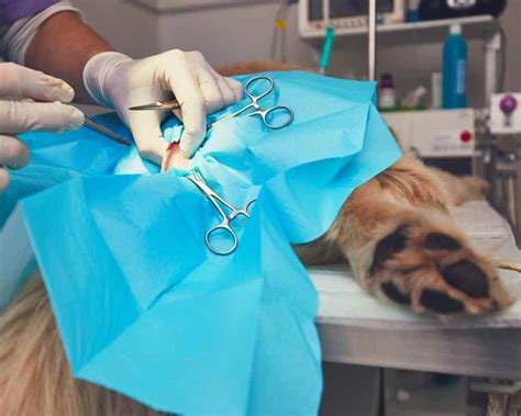 máster en urgencias veterinarias y quirófano postgrado veterinaria