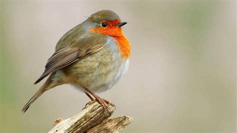 heimische singvoegel voegel voegel natur planet wissen