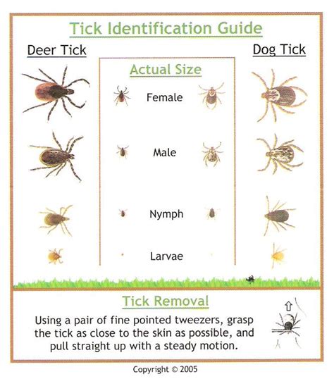 tick identification chart uk