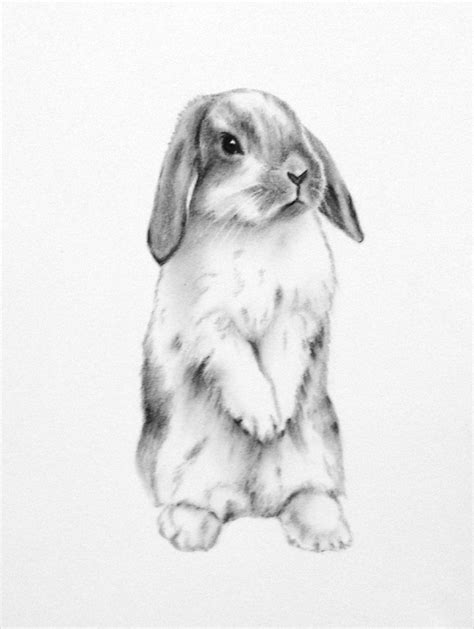 pin  maxie jingles  september bugsinsect drawings bunny drawing