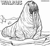 Walrus Coloring Pages Sheet Realistic Drawing Cute Animal Getdrawings Designlooter Print Colorings 64kb 926px 1000 sketch template