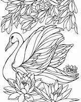 Coloring Pages Painting Adult Printable Swans Swan Bird Adults Embroidery Birds Patterns Sheets Glass Schwan Books Colouring Amazon Ruth Heller sketch template