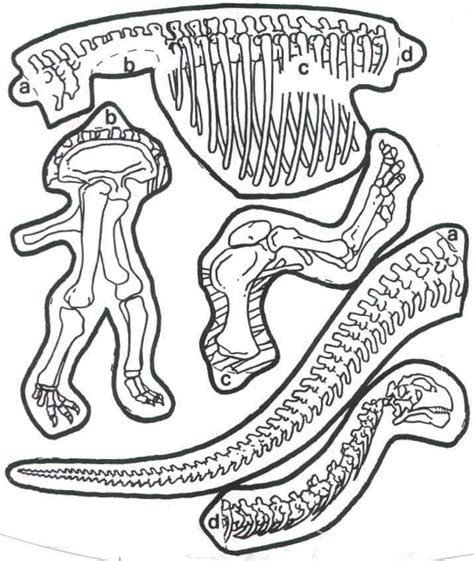 printable dinosaur skeleton template printable templates