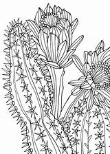 Coloring Succulents Pages Amazon sketch template