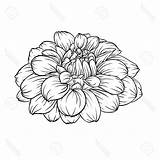 Flower Drawing Rhododendron Dahlia Paintingvalley Coloring sketch template