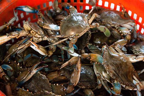 blue crab stock considered sustainable despite population
