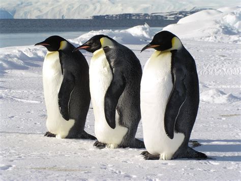 sebagian  rasa  pinguin  pingu