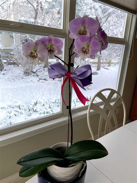 happy national orchid day living life   fullest