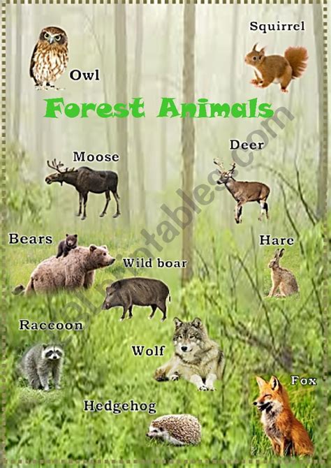 forest animals esl worksheet  mashutkawinter