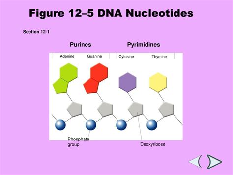 Section 12 1 Dna What Is The Makeup Of A Nucleotide Mugeek Vidalondon