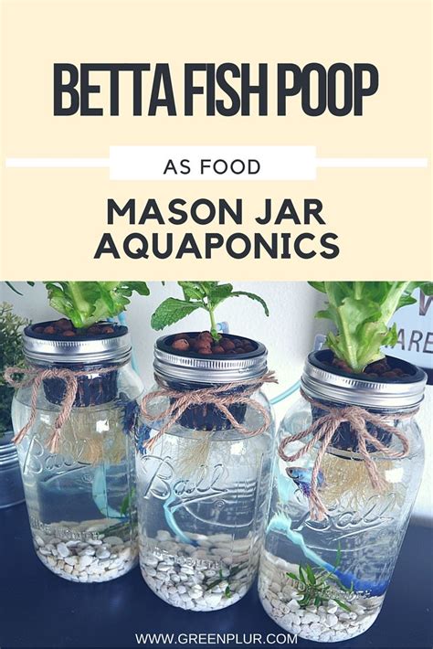 mason jar aquaponics kit build   hydroponics