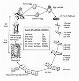 Silkworm Mulberry Moth Biovision Infonet sketch template