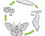 Butterfly Coloring Cycle Life Pages sketch template
