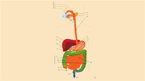 sistem pencernaan gambar organ fungsinya