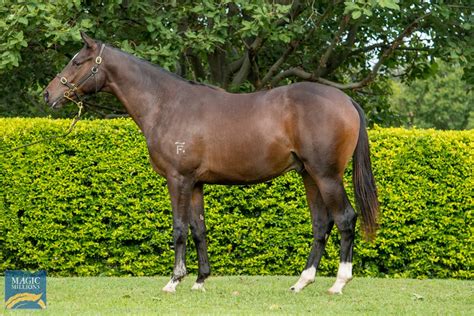 2021 gold coast march yearling sale lot 337 better than ready aus