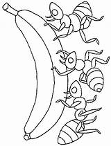 Ants Ant Colorat Furnici Fourmi Marching Animale Planse Formigas Hormigas Desene Ameisen Fourmiz Kindergärtner Malvorlagen Outros sketch template