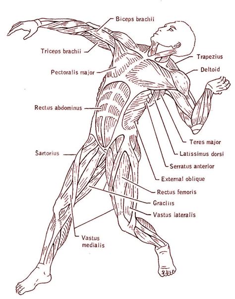 howtobecome  nursecom muscular system human body systems body systems
