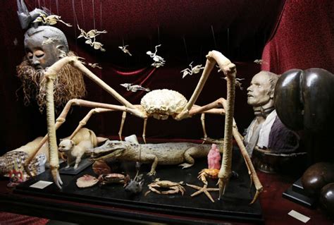 The Weird And Creepy World Of The Viktor Wynd Museum Of Curiosities