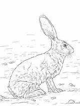 Jackrabbit Tailed Rabbit Lepre Lepri Liebre Hase Ausmalbild Supercoloring Mammiferi Animali Hare Negra Meglio Hares Malbilder sketch template