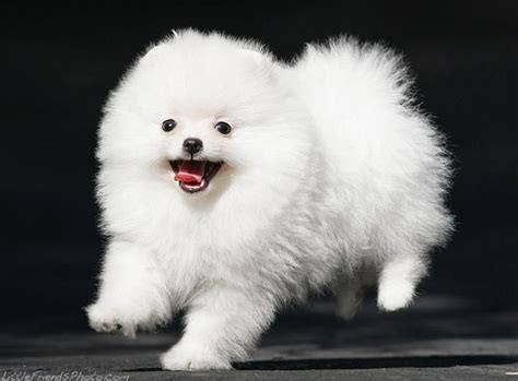 images  fluffy puppies  pinterest puppys  cute