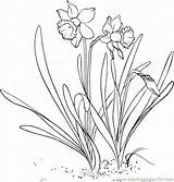 Narcissus Daffodil Colorat Daffodils Narcise Narzisse Flori Coloriage Planse Jonquille Malvorlagen Ausmalbilder Primavara Narcisa Desene Supercoloring Pseudonarcissus Imagini Ausmalen Magic sketch template