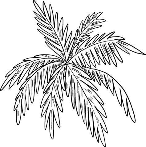 palm leaves coloring page  printable coloring pages