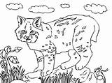 Bobcat Coloring Pages Draw sketch template