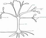 Tree Parts Kids Science Trees Children Colouring Sketch Sketches Label Growingwithscience Pages Shape Growing Different Teaching Make Word sketch template
