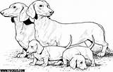 Coloring Pages Dachshund Print Dog Puppy Color Colouring Dogs Printable Sheets Dachshunds Kids Animation Animals Book Popular Puppies Weiner Coloringhome sketch template