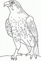 Faucon Falco Falcon Stampare Colorat Falcons Pasari Uccelli Aquila Occhio Aquile Imprimer Planse P34 Halcones Desene Rapaci Reale Cartoon Crecerelle sketch template