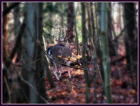 aerdenhout netherlands  walk   forest aerdenhout  flickr