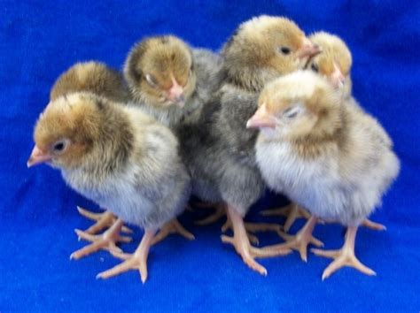 Mille Fleur Old English Game Bantam Chicks Cackle Hatchery®