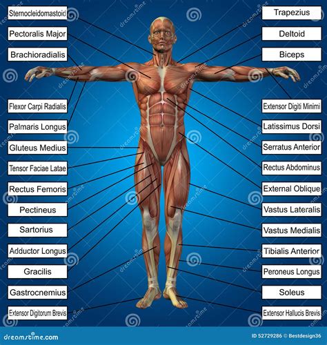 human male anatomy  muscles  text stock photography cartoondealercom