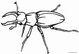 Insect Cool2bkids Käfer Realistische Fehler Kostenlos Ausdrucken sketch template